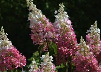 'Wims Red' paniculata