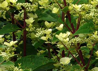 'Wim's red' pluimhortensia