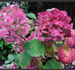 ZLHydrangeamacrophyllaLauramiddennovvnn