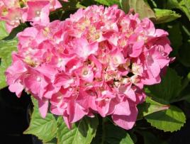 HydrangeamacrophyllaGeneralvicomtessedeVibrayvnn