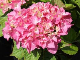 HydrangeamacrophyllaOtaksahabitus2