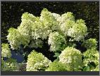 HydrangeapaniculataBobovn