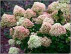 HydrangeapaniculataLittleLime