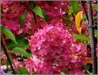 HydrangeapaniculataSundaeFraise