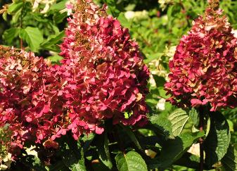 Hydrangea paniculata 'PINKY WINKY' 