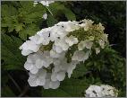 HydrangeaquercifoliaSnowQueen