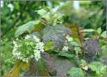 HydrangeaquercifoliaSnowFlakeVN