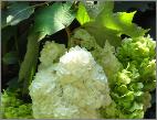 HydrangeaquercifoliaHarmonycloseupbloemen